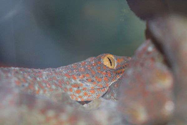 Tokay Gecko