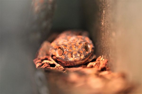 Tokay Gecko