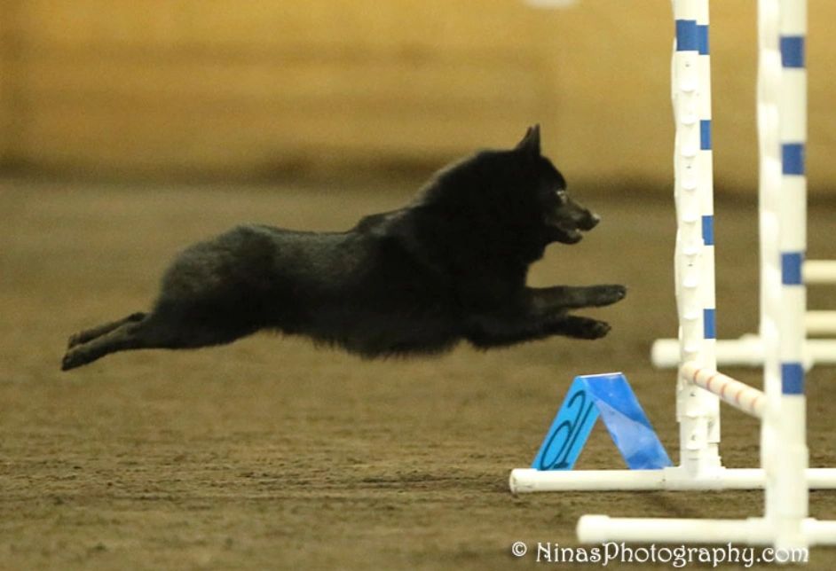 Schipperke agility hotsell