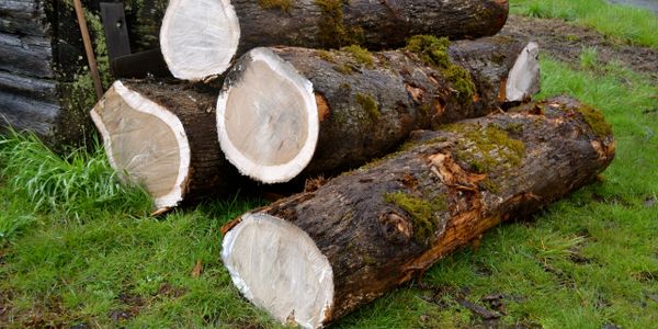 If you plan on leaving something in the smoker all day, go with the slow burning Black Oak.