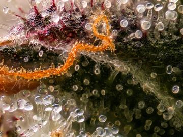 Close-up of a plant surface covered with trichomes and an orange thread-like structure.