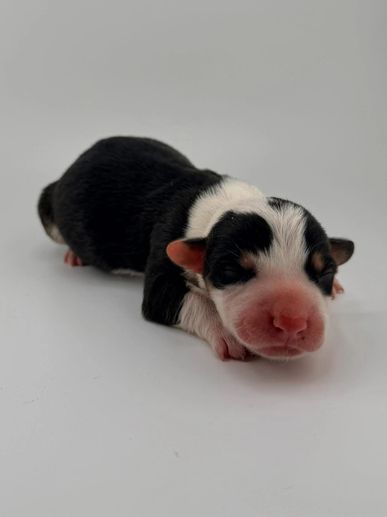 Newborn black and white puppy lying on a white surface.