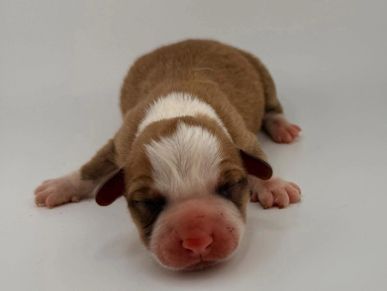 Newborn brown and white puppy lying down with eyes closed.