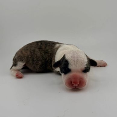 Newborn puppy with closed eyes lying on a white surface.