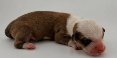 A newborn brown and white puppy lying on a white surface.