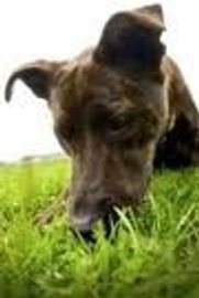 Dog sniffing in grass close up of head and nose.