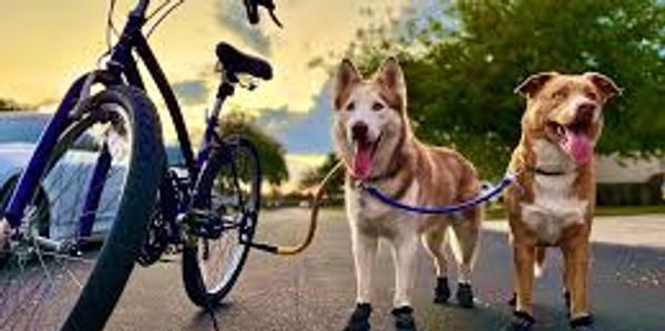 Dogs walking on bike path in Providence, RI.