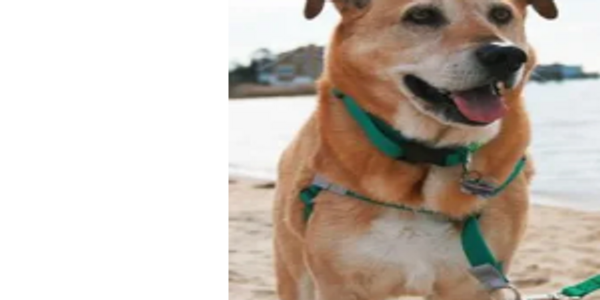 dog at the beach