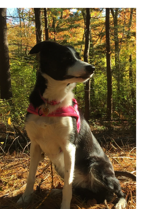 Pippa in the forest