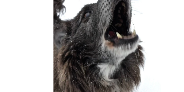 Sonny barking