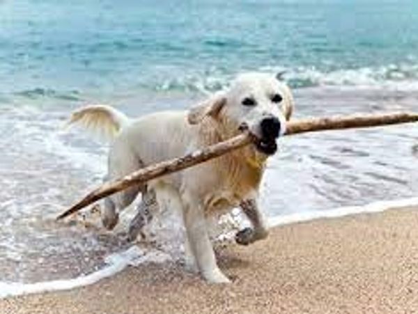 dog running with stick on beach