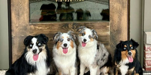 Four happy Australian Shepherd dogs sitting in a row with tongues out.