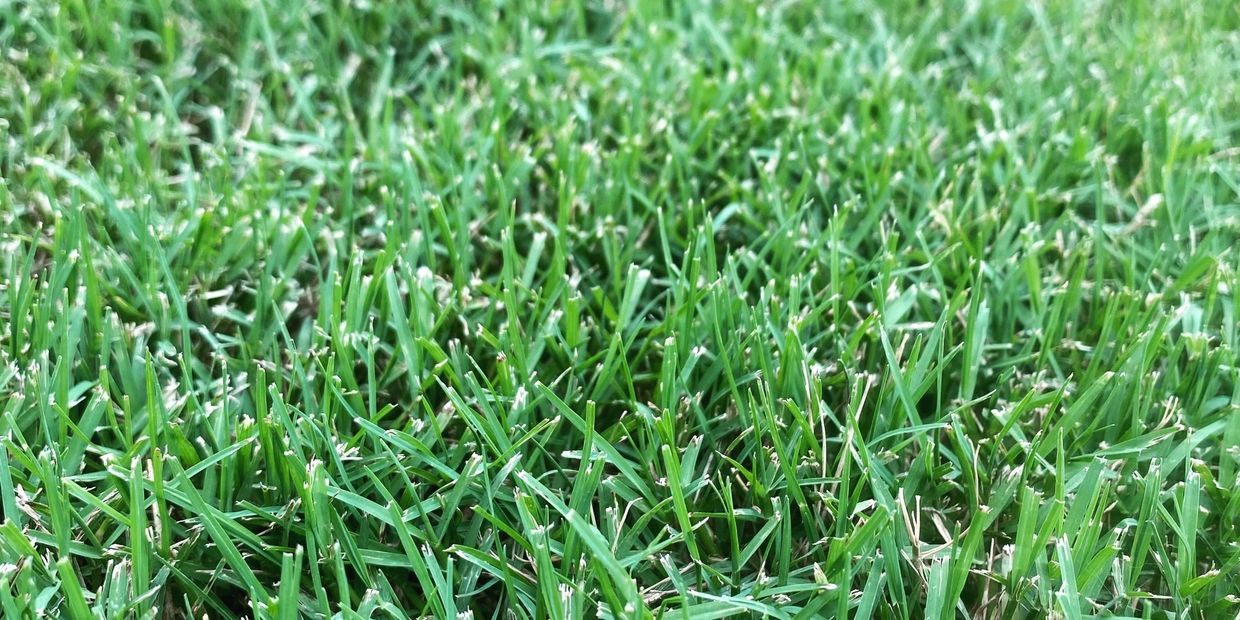 Bermuda grass North Richland Hills