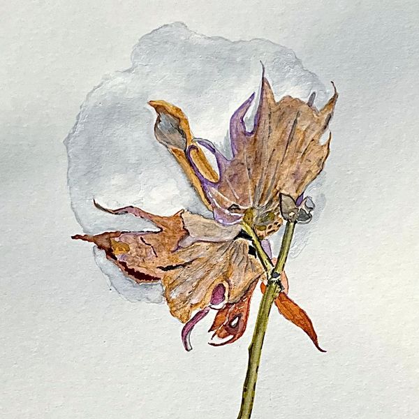 Cotton watercolor