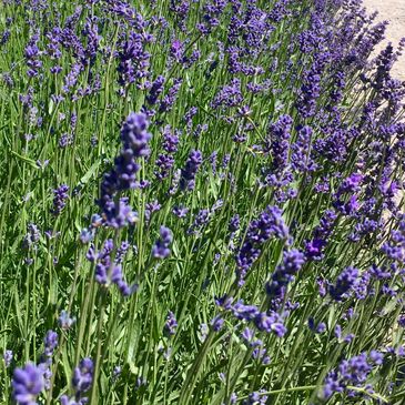 A flowerbed full of fragrant Lavender