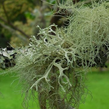 A healthy growth of several lichens on a tree branch in Scotland.