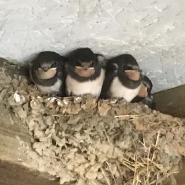 A cluster of baby Swallows in their nest waiting patiently for their parents to return with food.