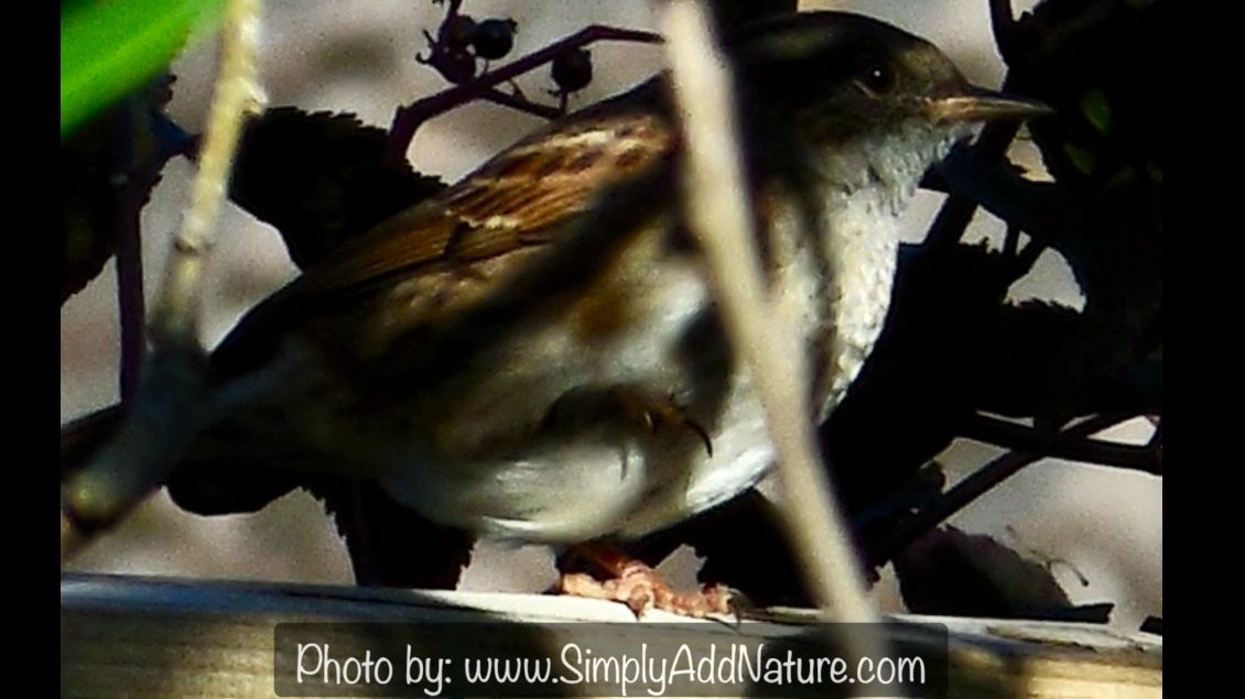 A Dunnock sat on a fence in dappled sunlight.