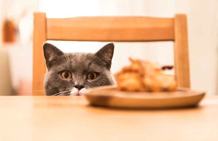 Eat Like A Cat At This Fancy Feast Pop-Up Restaurant For Humans