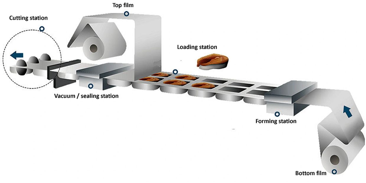 Flexible film thermoforming vacuum packaging machine