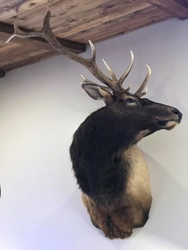 Idaho Elk