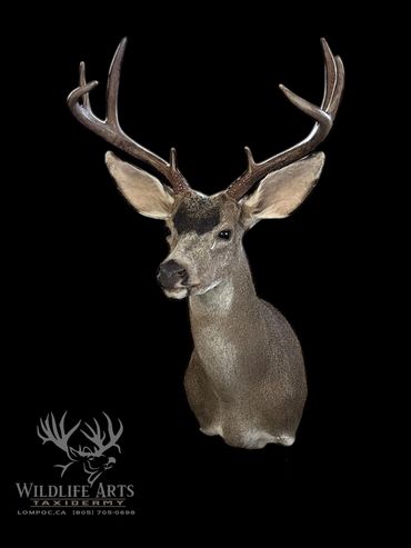 Kern Co. Zone D10 buck.