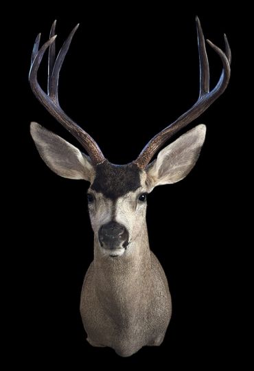 San Luis Obispo Co., Camp Roberts buck