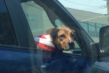 Dog on The Saw Mill Parkway