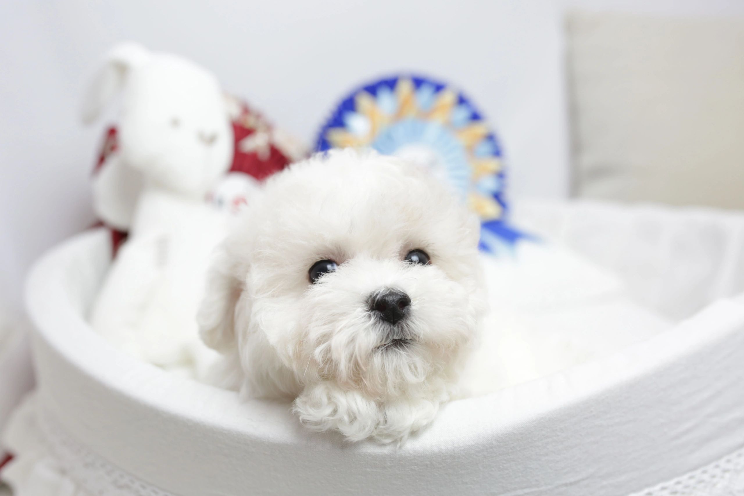 Uzzuzzu My Pet – one of the most popular Korean brand coming to