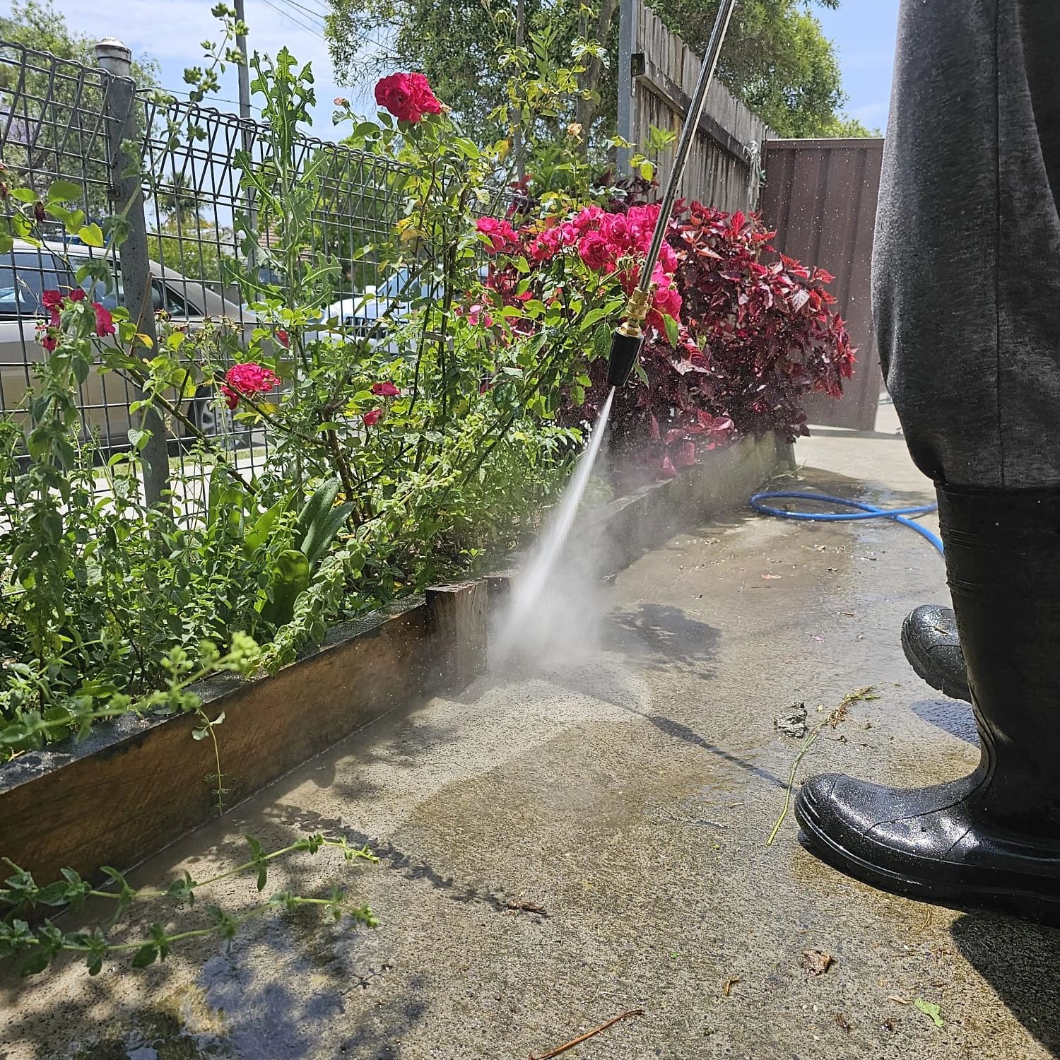 Pressure washing path alongside garden bed with beautiful flowers