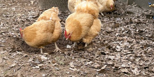 Several chickens pecking at the ground covered with dry leaves.