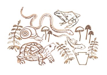 Ink drawing of forest animals and plants.