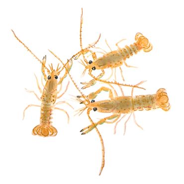Three watercolor crayfish with orange tones on white background.