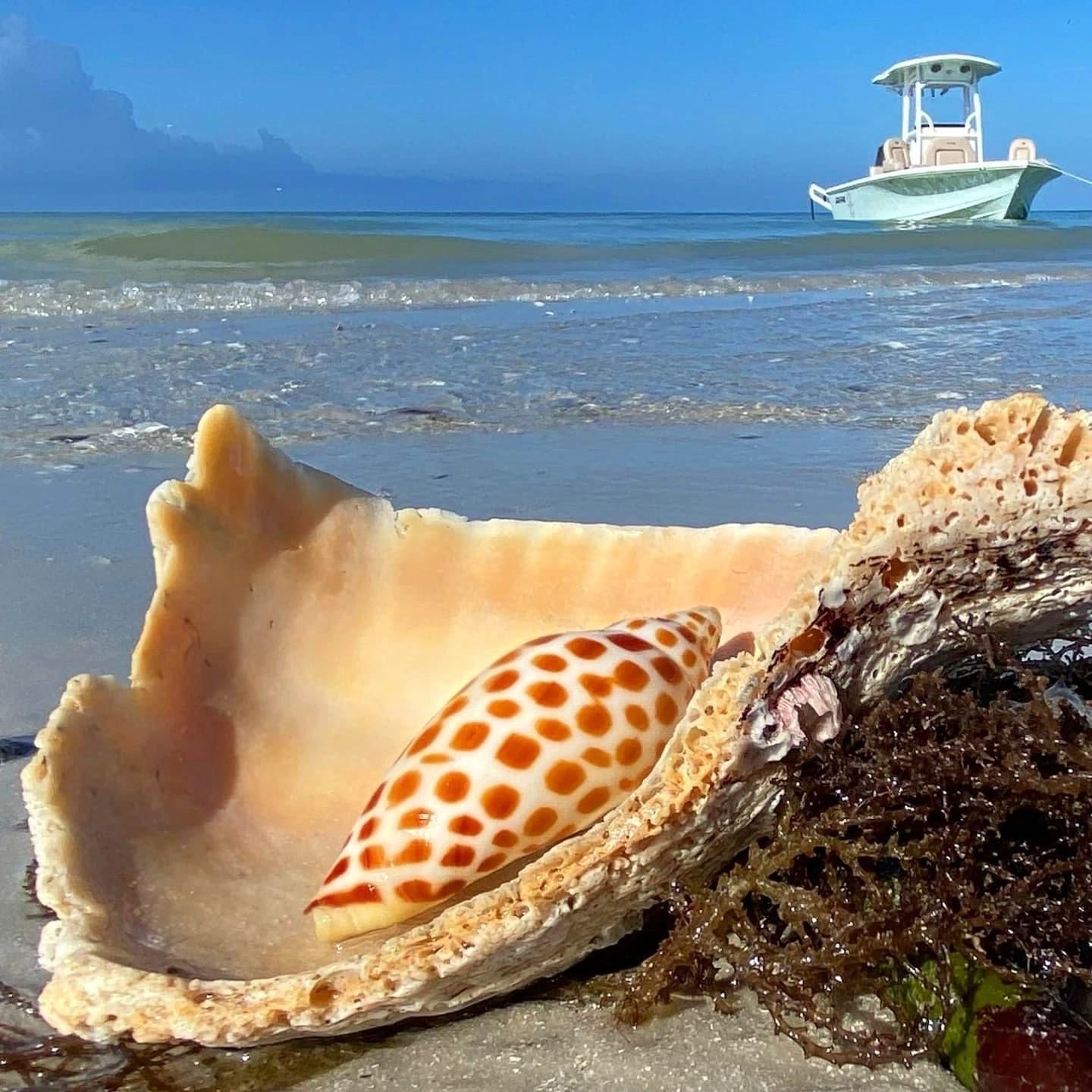 Junonia shell on a Southwest Florida beach near Marco Island and the Ten Thousand Islands