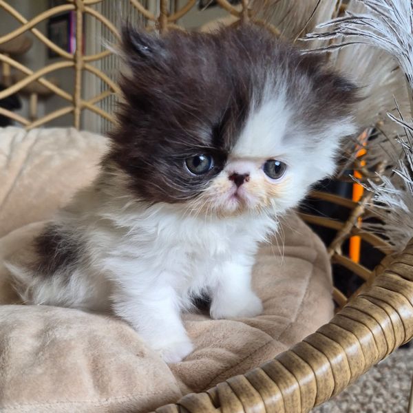 Kitten Name : Miracle  (Not available) $9999
Breed : Persian girl
Born : June 16 , 2026
Sire : NW Sn
