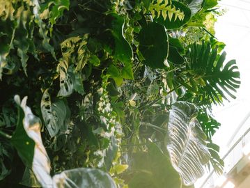 Sunlight filters through lush green tropical leaves.