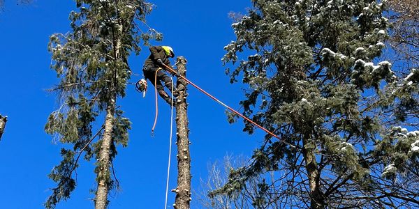 Winter Time Tree Removal, Tree Climber 