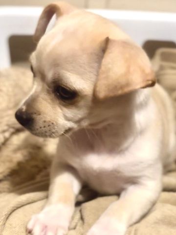 Small beige dog resting on a cozy beige blanket.