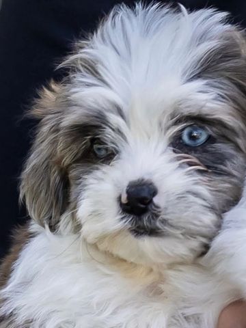 Fluffy puppy with striking blue eyes being gently held.