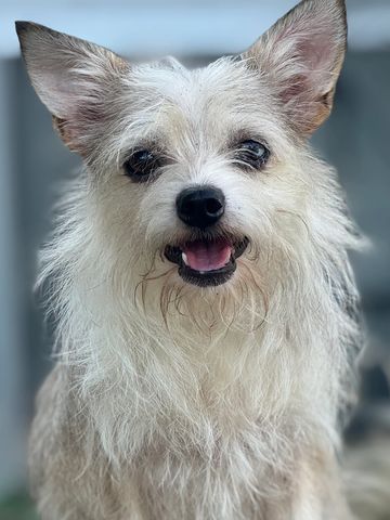 Small fluffy dog sitting happily on wooden steps outdoors.