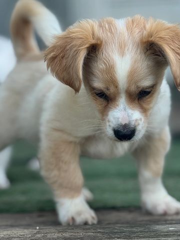 Curious puppy standing on wooden step with another dog blurred behind.