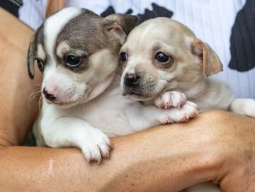 Two adorable puppies being lovingly held in a person's arms.