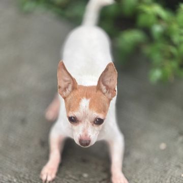 Small white and brown dog playing on cracked pavement.