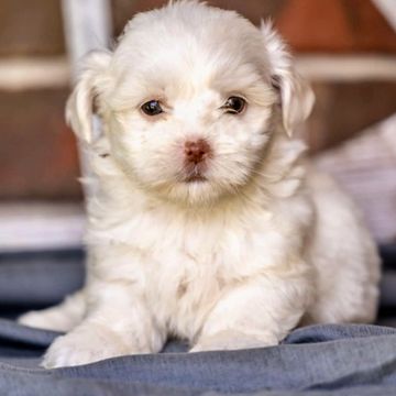 Fluffy white puppy resting on a soft blue blanket indoors.