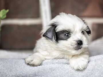 Adorable black and white puppy resting on a towel.