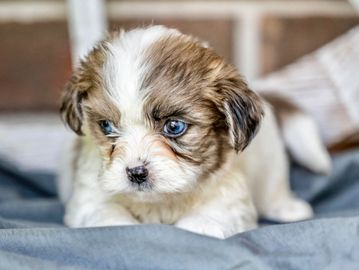 Close-up of a small puppy with blue eyes lying on a blue blanket.