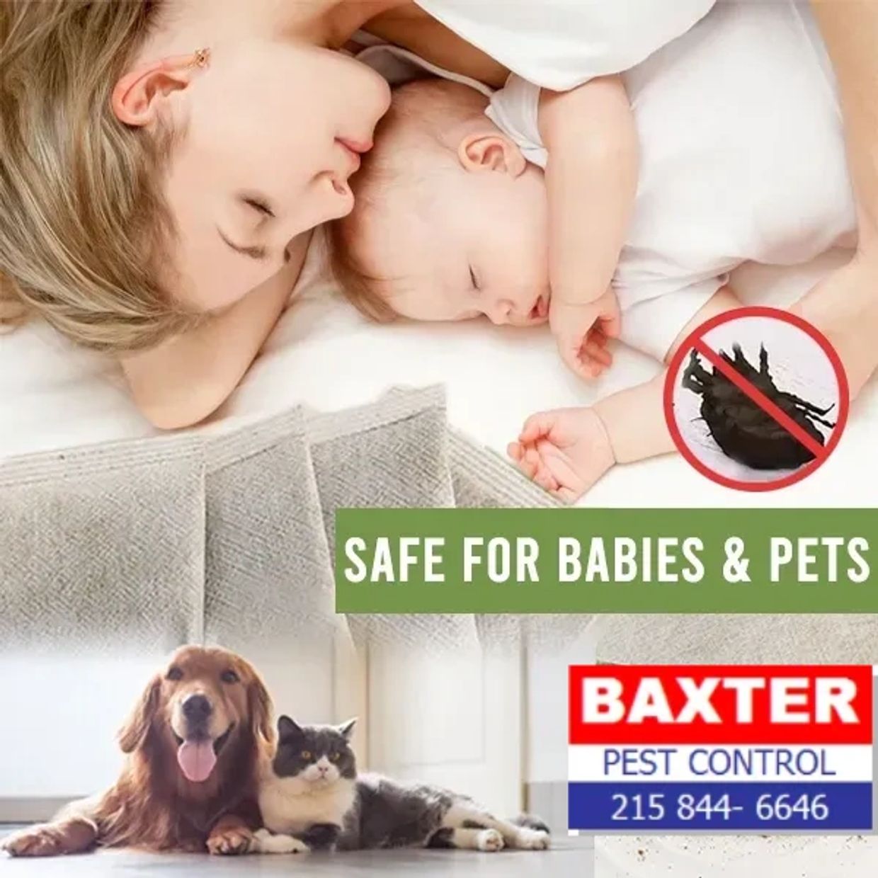 Philadelphia rodent mice pest control exterminator 