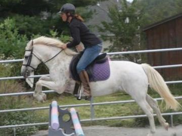 Loretta and Confetti popping over a little 2’ Oxer at home.