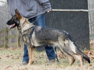 German Shepherd dog standing outside with handler.