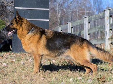 German Shepherd dog standing outdoors.